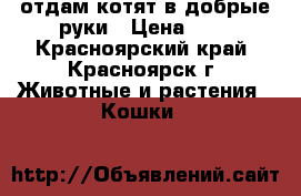 отдам котят в добрые руки › Цена ­ 0 - Красноярский край, Красноярск г. Животные и растения » Кошки   